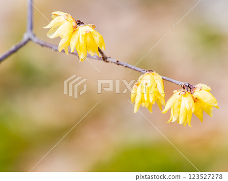 美麗的新年鮮花：盛開的芬芳蠟梅 123527278