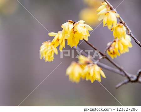 Beautiful new year flowers: Fragrant wintersweet in full bloom Beautiful new year flowers: Fragrant wintersweet in full bloom 123527296