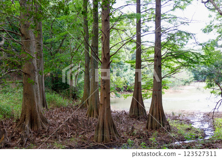 Rakucho Rakucho 123527311