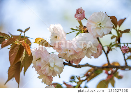 春天附近的公園裡盛開的雙櫻花 春天附近的公園裡盛開的雙櫻花 123527368