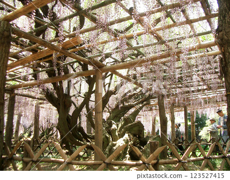 Wisteria (Wisteria Garden) in Ushijima, Saitama Prefecture 123527415