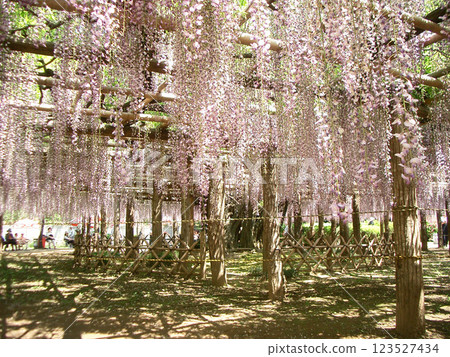 Wisteria (Wisteria Garden) in Ushijima, Saitama Prefecture 123527434
