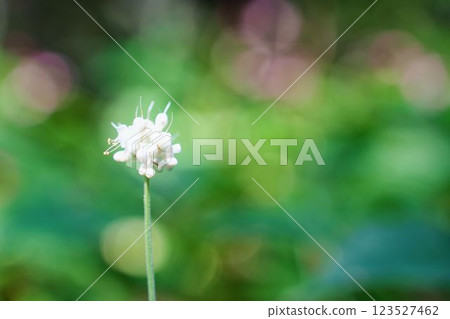 White Yammyoga flower 123527462