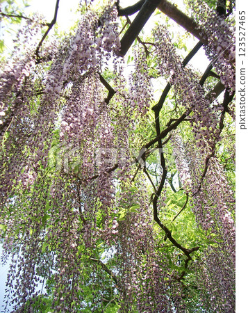Wisteria (Wisteria Garden) in Ushijima, Saitama Prefecture Wisteria (Wisteria Garden) in Ushijima, Saitama Prefecture 123527465