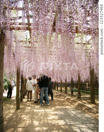 Wisteria (Wisteria Garden) in Ushijima, Saitama Prefecture 123527468