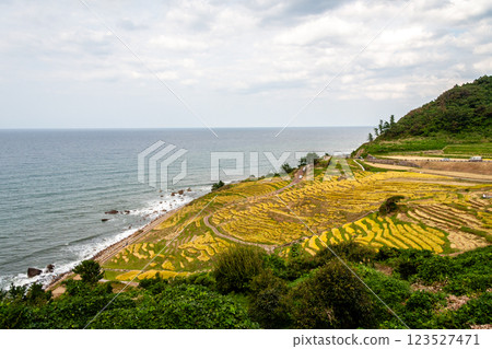 石川縣輪島市,白米千枚田,梯田收割水稻,9 月 石川縣輪島市,白米千枚田,梯田收割水稻,9 月 123527471
