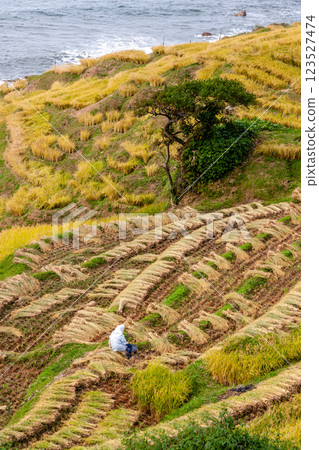 Wajima City, Ishikawa Prefecture, Shiroyone Senmaida, rice harvesting on terraced rice fields, September Wajima City, Ishikawa Prefecture, Shiroyone Senmaida, rice harvesting on terraced rice fields, September 123527474