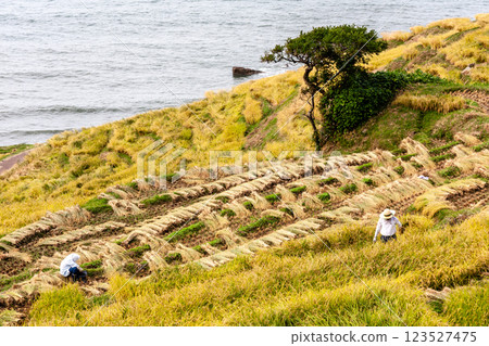 石川縣輪島市，白米千枚田，梯田收割水稻，9 月 123527475