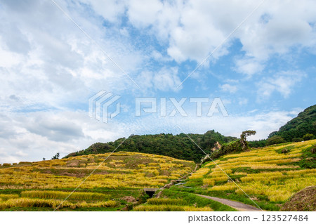 石川縣輪島市,白米千枚田,梯田收割水稻,9 月 石川縣輪島市,白米千枚田,梯田收割水稻,9 月 123527484