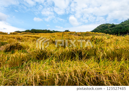 Wajima City, Ishikawa Prefecture, Shiroyone Senmaida, rice harvesting on terraced rice fields, September Wajima City, Ishikawa Prefecture, Shiroyone Senmaida, rice harvesting on terraced rice fields, September 123527485
