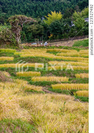 Wajima City, Ishikawa Prefecture, Shiroyone Senmaida, rice harvesting on terraced rice fields, September 123527492