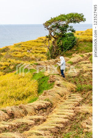 Wajima City, Ishikawa Prefecture, Shiroyone Senmaida, rice harvesting on terraced rice fields, September 123527495
