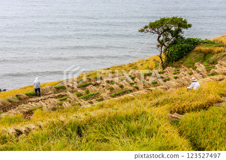 Wajima City, Ishikawa Prefecture, Shiroyone Senmaida, rice harvesting on terraced rice fields, September 123527497