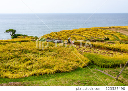 Wajima City, Ishikawa Prefecture, Shiroyone Senmaida, rice harvesting on terraced rice fields, September 123527498