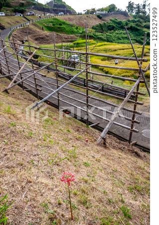 Wajima City, Ishikawa Prefecture, Shiroyone Senmaida, rice harvesting on terraced rice fields, September 123527499