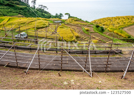 石川縣輪島市，白米千枚田，梯田收割水稻，9 月 123527500
