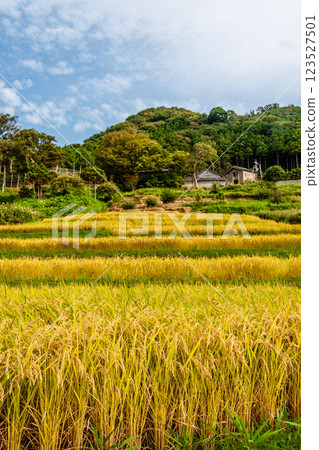 石川縣輪島市，白米千枚田，梯田收割水稻，9 月 123527501