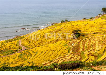 石川縣輪島市，白米千枚田，梯田收割水稻，9 月 123527510