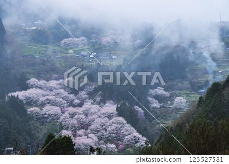 Cherry blossoms blooming in a misty mountain village Cherry blossoms blooming in a misty mountain village 123527581