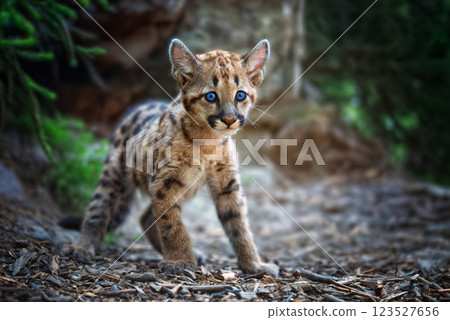Portrait of a baby cougar exploring its natural habitat in the wilderness with striking blue eyes and soft fur 123527656