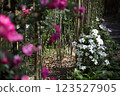 Roses and white flowers in the bamboo forest 123527905