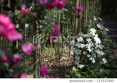 竹林裡的玫瑰與白花 竹林裡的玫瑰與白花 123527905