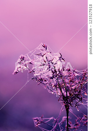wild flower and spider web in meadow field natural background wild flower and spider web in meadow field natural background 123527918