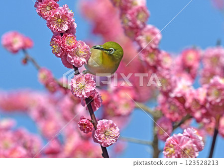 A Japanese white-eye on a red plum blossom in full bloom (Indian summer image) (Heartwarming image) 123528213