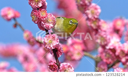 A Japanese white-eye on a red plum blossom in full bloom (Indian summer image) (Heartwarming image) 123528214