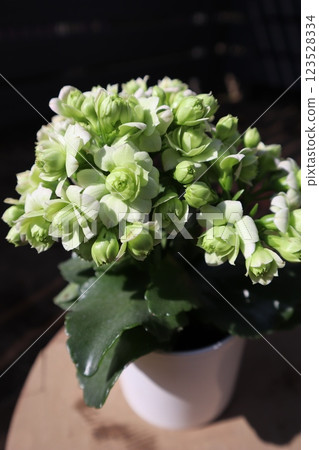 綠花長壽花 綠花長壽花 123528334