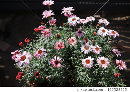 粉紅色的花 rhodancemum 123528335