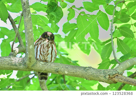 The destination of my gaze 123528368