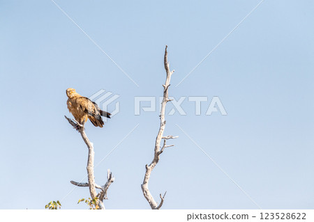 Tawny Eagle in Etosha Tawny Eagle in Etosha 123528622