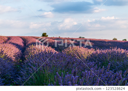 Lavender field in the Provence Lavender field in the Provence 123528624