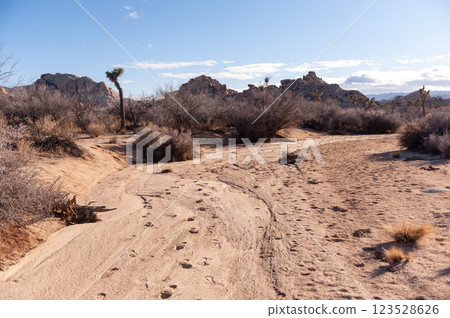 Josua Tree National Park 123528626