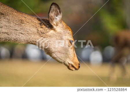 Deer in Nara Park Deer in Nara Park 123528864