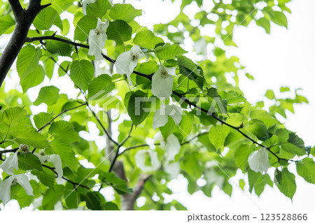 沐浴在陽光下的鮮綠手帕樹 沐浴在陽光下的鮮綠手帕樹 123528866