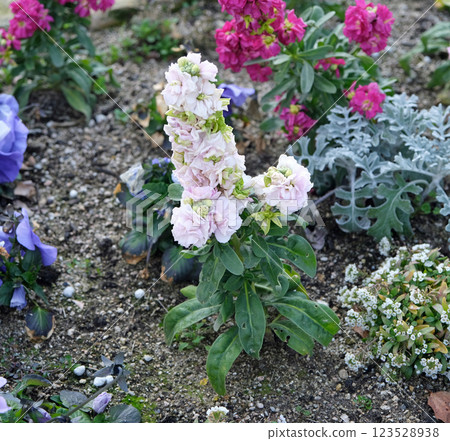 Stock flowers 123528938