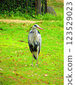 灰鷺站在草坪上 123529023