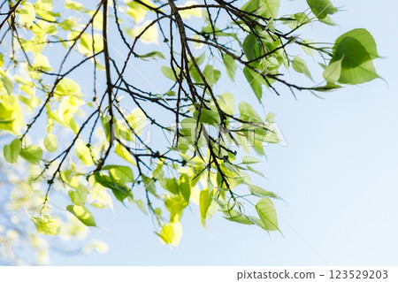 Sacred fig tree or Ficus religiosa with sprouting little light green leaves against clear sky in park. Sacred fig tree or Ficus religiosa with sprouting little light green leaves against clear sky in park. 123529203