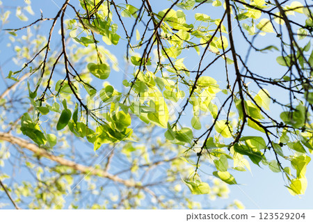 Sacred fig tree or Ficus religiosa with sprouting little light green leaves against clear sky in park. Sacred fig tree or Ficus religiosa with sprouting little light green leaves against clear sky in park. 123529204