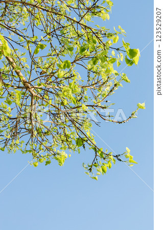 Sacred fig tree or Ficus religiosa with sprouting little light green leaves against clear sky in park. 123529207