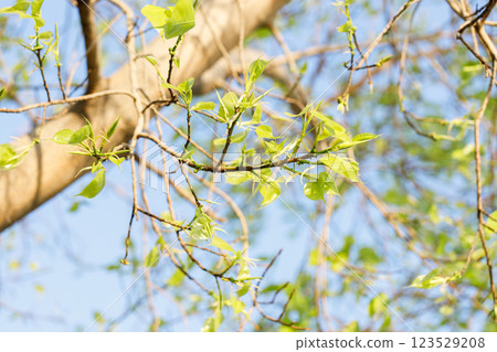 Sacred fig tree or Ficus religiosa with sprouting little light green leaves against clear sky in park. 123529208