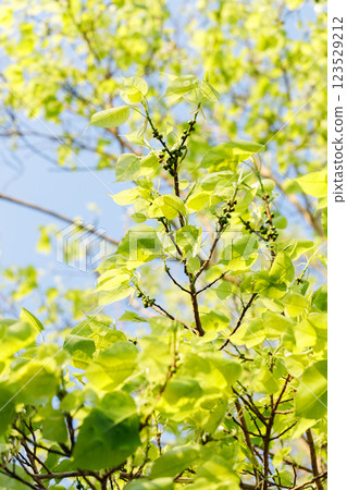 Sacred fig tree or Ficus religiosa with sprouting little light green leaves against clear sky in park. 123529212