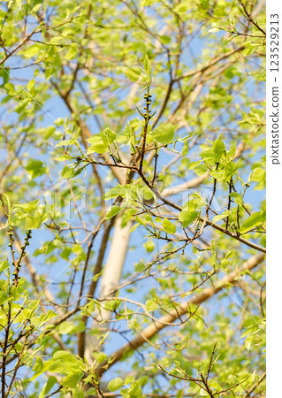 Sacred fig tree or Ficus religiosa with sprouting little light green leaves against clear sky in park. Sacred fig tree or Ficus religiosa with sprouting little light green leaves against clear sky in park. 123529213