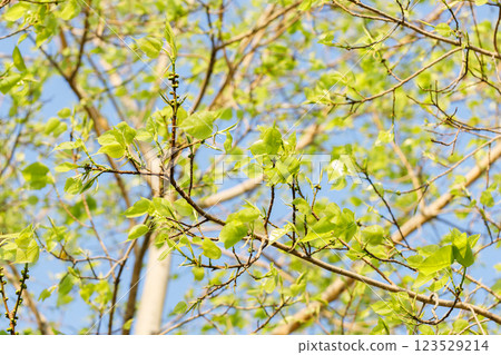 Sacred fig tree or Ficus religiosa with sprouting little light green leaves against clear sky in park. 123529214