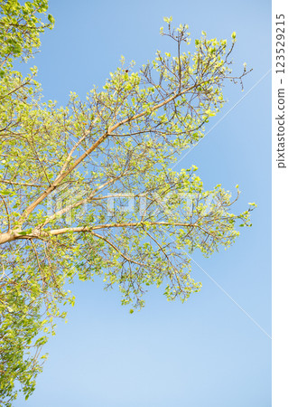 Sacred fig tree or Ficus religiosa with sprouting little light green leaves against clear sky in park. Sacred fig tree or Ficus religiosa with sprouting little light green leaves against clear sky in park. 123529215