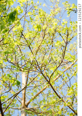 Sacred fig tree or Ficus religiosa with sprouting little light green leaves against clear sky in park. Sacred fig tree or Ficus religiosa with sprouting little light green leaves against clear sky in park. 123529217