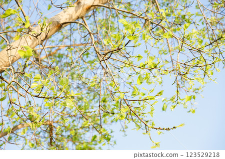 Sacred fig tree or Ficus religiosa with sprouting little light green leaves against clear sky in park. 123529218