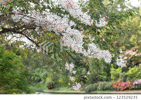 Pink shower or wishing tree cheerful blooming in natural park. Cassia bakeriana. 123529235